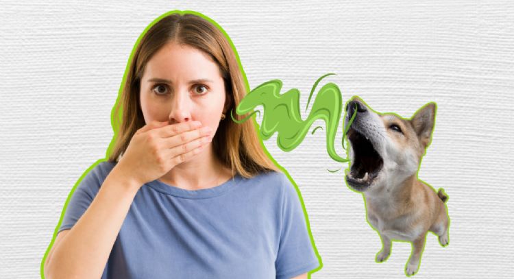 El mal aliento en perros: ¿Es enfermedad periodontal? Descubre sus causas y soluciones