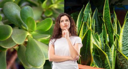 Ni el árbol de jade ni la lengua de suegra: conoce la frondosa planta que le dará vida a tu sala y será tendencia en 2025