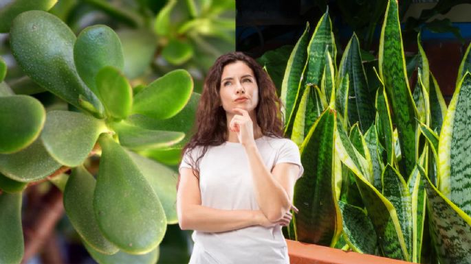 Ni el árbol de jade ni la lengua de suegra: conoce la frondosa planta que le dará vida a tu sala y será tendencia en 2025