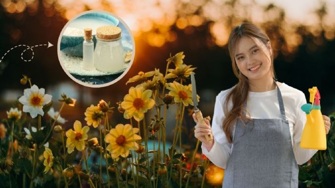 Cómo emplear el agua de arroz para que las plantas estallen de flores