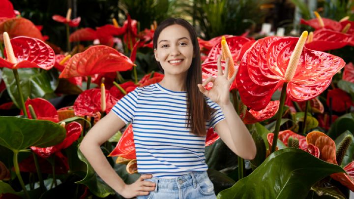 El ingrediente que es oro puro y debes colocar en tu Anturio para que estalle de flores en noviembre