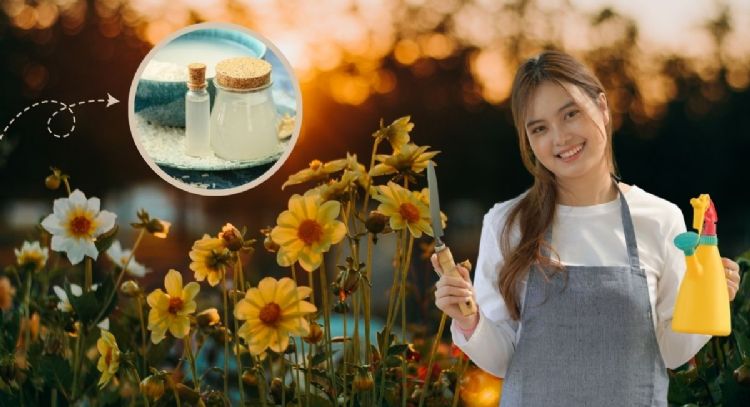 Cómo emplear el agua de arroz para que las plantas estallen de flores