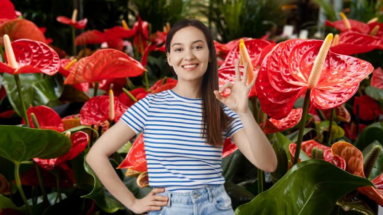 El ingrediente que es oro puro y debes colocar en tu Anturio para que estalle de flores en noviembre