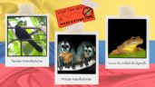 Foto ilustrativa de la nota titulada Los 7 animales más emblemáticos en peligro de extinción en Colombia y sus causas