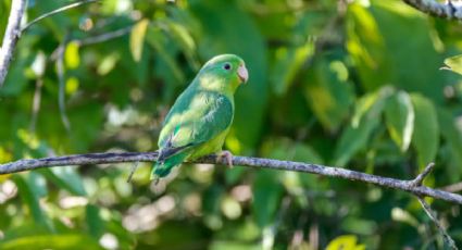 Toma aire antes de conocer el paraíso de aves secreto que está a 40 minutos de Bogotá