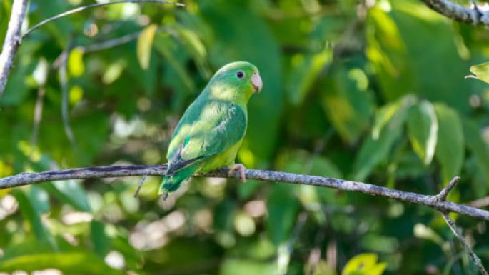 Toma aire antes de conocer el paraíso de aves secreto que está a 40 minutos de Bogotá