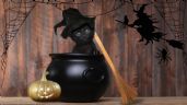 Foto ilustrativa de la nota titulada Halloween y gatos negros: ¿mito o realidad?