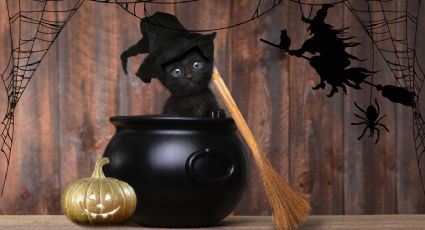 Halloween y gatos negros: ¿mito o realidad?