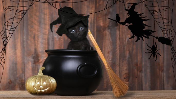 Halloween y gatos negros: ¿mito o realidad?