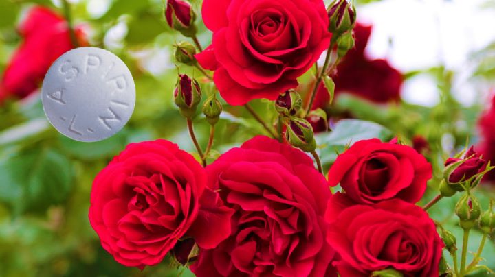 El medicamento que debes usar en tus plantas para que estallen de flores en octubre