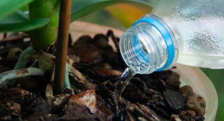 Cada cuanto debes regar tu orquídea para que estalle de flores en octubre