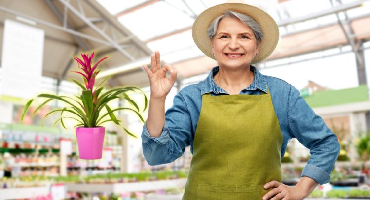 Cómo evitar que se te sequen las puntas de las hojas de tu Bromelia con estos 3 consejos de expertos