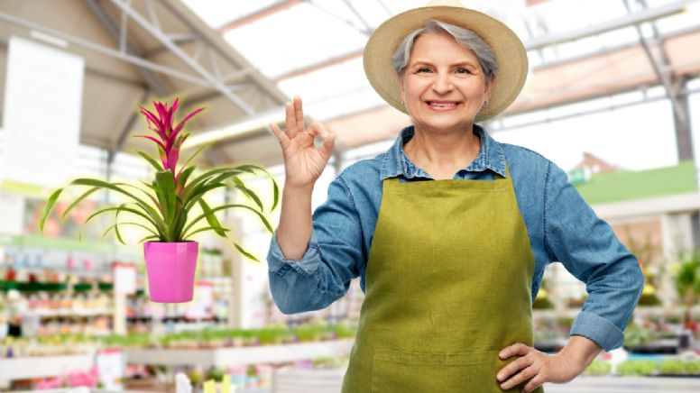 Cómo evitar que se te sequen las puntas de las hojas de tu Bromelia con estos 3 consejos de expertos