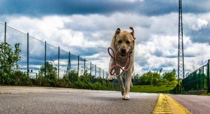 ¿Tu perro se escapa? 5 Soluciones infalibles para evitar que huya y cómo corregir este comportamiento