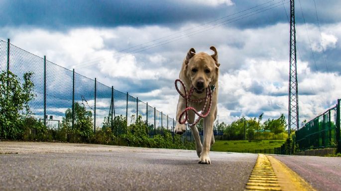 ¿Tu perro se escapa? 5 Soluciones infalibles para evitar que huya y cómo corregir este comportamiento