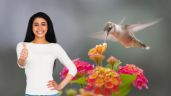 Foto ilustrativa de la nota titulada Las plantas que debes tener en tu jardín si quieres atraer muchos colibríes