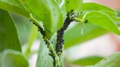 Foto ilustrativa de la nota titulada Prepara este poderoso insecticida y elimina pulgones, ácaros y hormigas de tu jardín