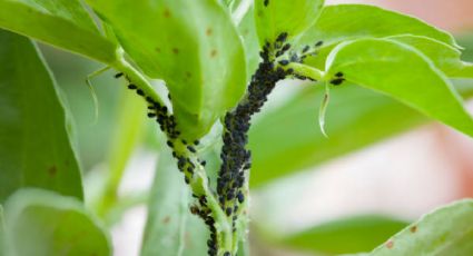 Prepara este poderoso insecticida y elimina pulgones, ácaros y hormigas de tu jardín