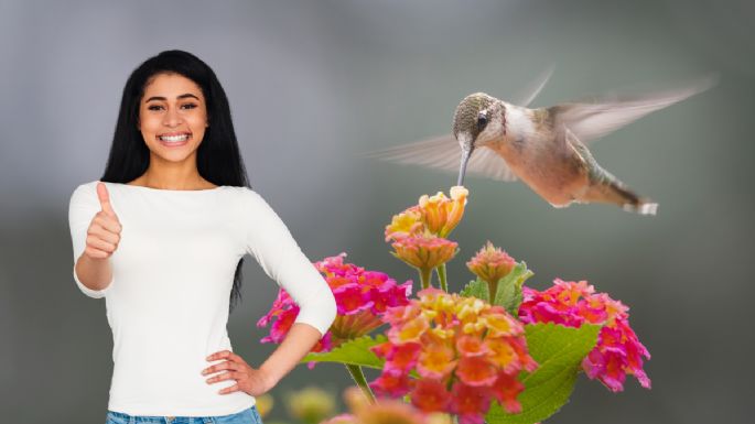 Las plantas que debes tener en tu jardín si quieres atraer muchos colibríes