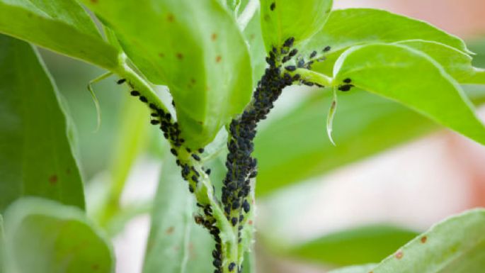 Prepara este poderoso insecticida y elimina pulgones, ácaros y hormigas de tu jardín