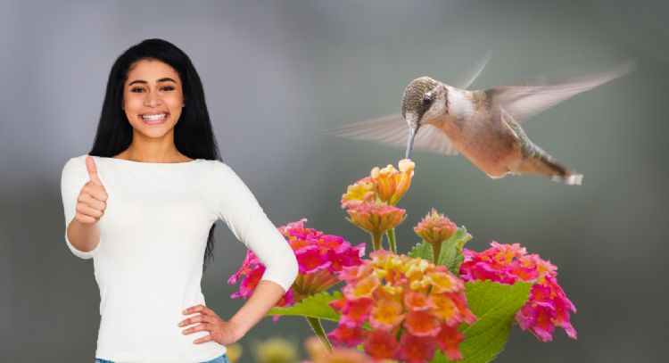 Las plantas que debes tener en tu jardín si quieres atraer muchos colibríes