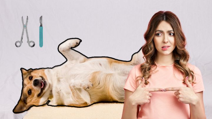 ¿La castración cambia el comportamiento de tu perra? Descubre la verdad detrás de la esterilización