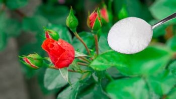 Cuantas cucharadas de sal necesitas en tu rosal para que estalle de flores