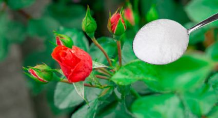 Cuantas cucharadas de sal necesitas en tu rosal para que estalle de flores