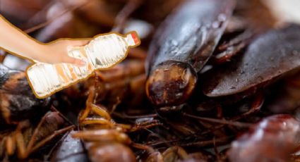 ¡Adiós a las cucarachas! Descubre cómo utilizar vinagre blanco para ahuyentar a los insectos de tu casa