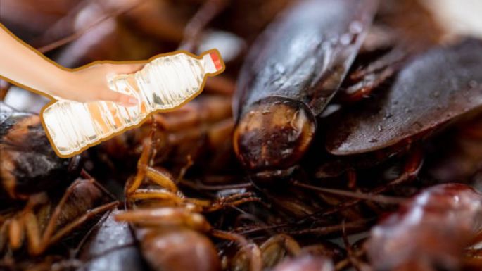 ¡Adiós a las cucarachas! Descubre cómo utilizar vinagre blanco para ahuyentar a los insectos de tu casa