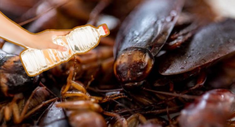 ¡Adiós a las cucarachas! Descubre cómo utilizar vinagre blanco para ahuyentar a los insectos de tu casa