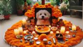 Foto ilustrativa de la nota titulada 5 pasos para crear un altar de día de los muertos para mascotas y celebrar su vida