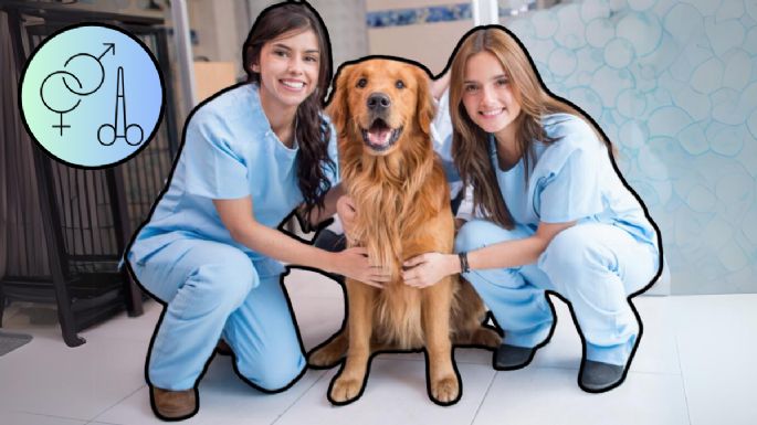 La importancia de la esterilización: Mitos y beneficios para tu mascota