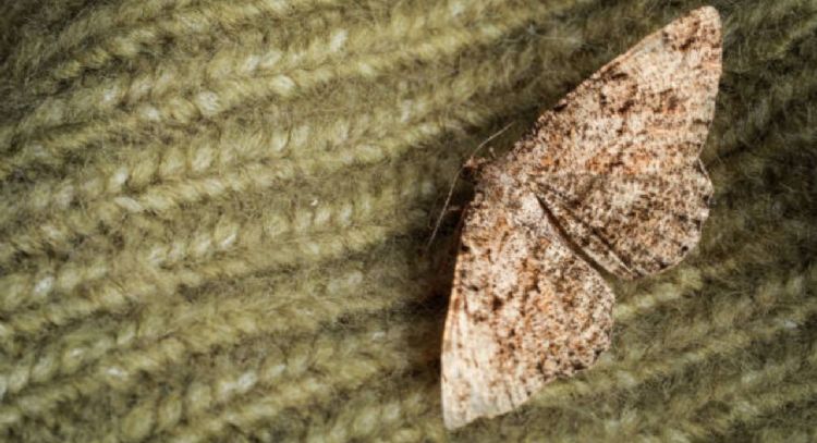 Conoce el profundo significado de que la casa se te llene de polillas