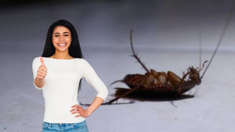 Temporada de lluvia: prepara este barato repelente casero y elimina las cucarachas de tu hogar