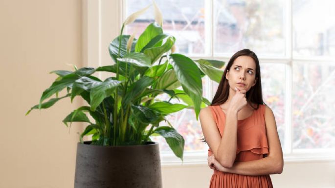 El abono casero de tres ingredientes que necesita tu Cuna de Moisés para estallar de flores en noviembre