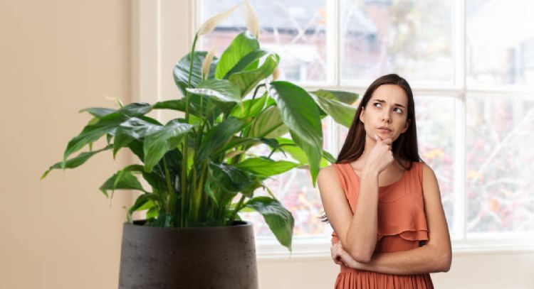 El abono casero de tres ingredientes que necesita tu Cuna de Moisés para estallar de flores en novie