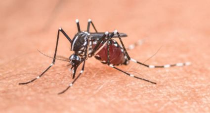 Cuál es la planta que debes tener en casa para ahuyentar a los mosquitos sin repelentes y de forma natural