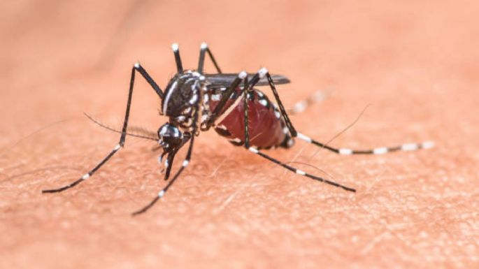 Cuál es la planta que debes tener en casa para ahuyentar a los mosquitos sin repelentes y de forma natural