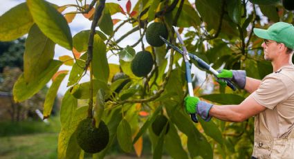 Cómo debes podar un árbol de aguacate en noviembre y diciembre para que estalle de frutos el resto del año