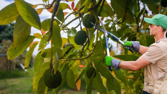 Cómo debes podar un árbol de aguacate en noviembre y diciembre para que estalle de frutos el resto del año