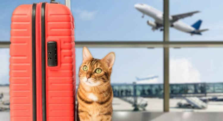 Toma asiento antes de conocer cuánto cuesta llevar un gato de Colombia a España en 2024