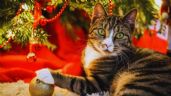 Foto ilustrativa de la nota titulada Cómo evitar que tu gato destroce tu árbol de Navidad con estos 2 trucos