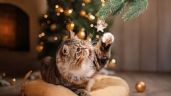 Foto ilustrativa de la nota titulada Estas son las 3 plantas navideñas que son peligrosas para tu gato y pocos conocen