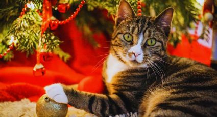 Cómo evitar que tu gato destroce tu árbol de Navidad con estos 2 trucos