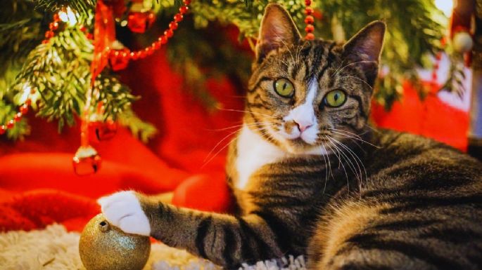 Cómo evitar que tu gato destroce tu árbol de Navidad con estos 2 trucos