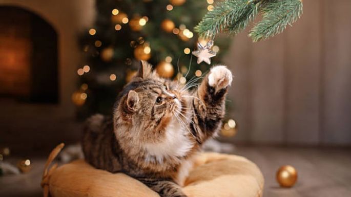 Estas son las 3 plantas navideñas que son peligrosas para tu gato y pocos conocen