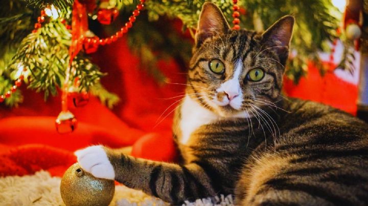 Cómo evitar que tu gato destroce tu árbol de Navidad con estos 2 trucos