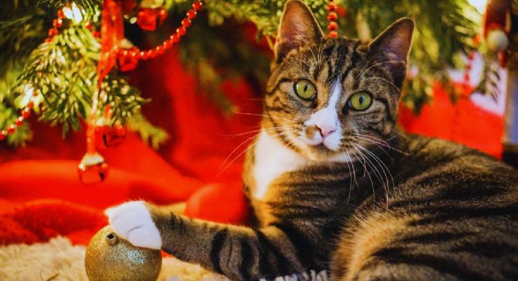 Cómo evitar que tu gato destroce tu árbol de Navidad con estos 2 trucos