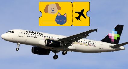 Descubre los mejores consejos para viajar con mascotas de EE.UU. a  América Latina